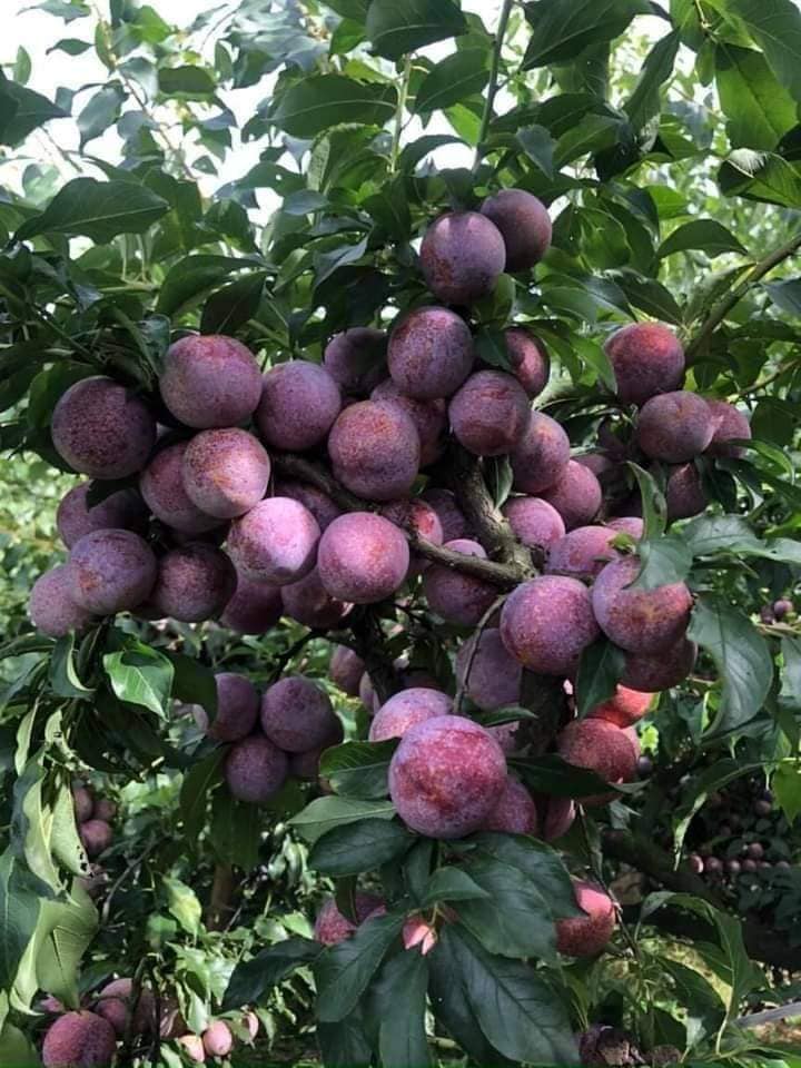 333065508_735980531352314_8198196385520184379_n