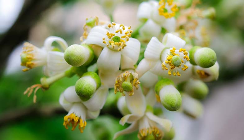 lan-86-xu-ly-ra-hoa-trai-vu-kich-thich-u-mam-hoa-cay-sieu-ra-hoa